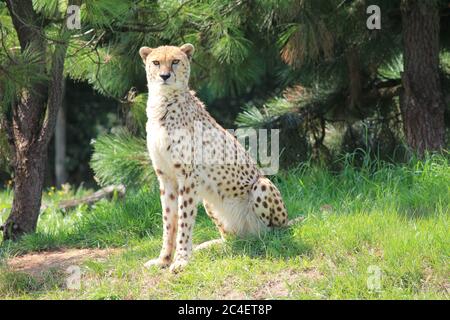 Ghepardo nel parco dello zoo di Overloon Foto Stock