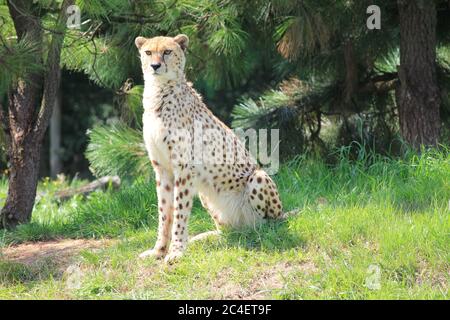 Ghepardo nel parco dello zoo di Overloon Foto Stock