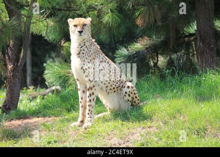 Ghepardo nel parco dello zoo di Overloon Foto Stock