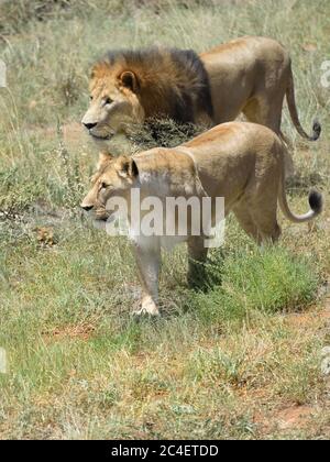 Coppia di leoni a caccia. Leone e leonessa pronti ad attaccare nel boscfeld africano, Namibia. Concentrarsi sulla leonessa Foto Stock