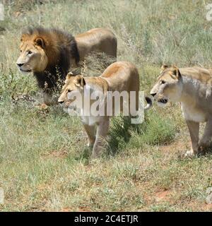 Orgoglio dei leoni sulla caccia. Leone e due leonesse pronti ad attaccare nel cespuglio africano, la Namibia Foto Stock
