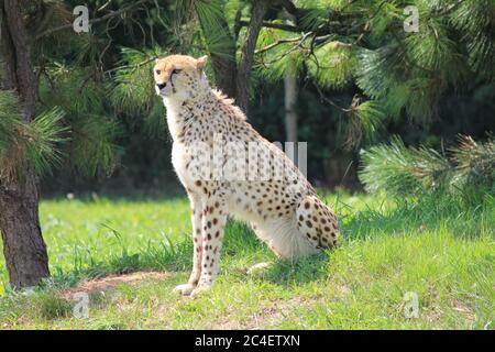 Ghepardo nel parco dello zoo di Overloon Foto Stock