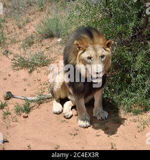 Leone maschio seduto sotto cespuglio in savana africana, Namibia Foto Stock