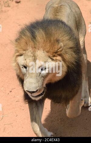 Il leone maschile corre nel campo africano, Namibia. Africa. Vista dall'alto Foto Stock