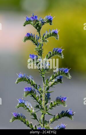 Fiori blu vivido di Echium vulgare, conosciuto come lucentezza e blueweed di vipera Foto Stock