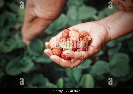 Primo piano delle mani di una vecchia donna che tiene un mazzo o fragole rosse Foto Stock