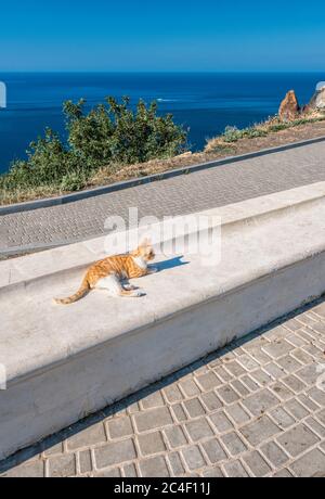 Gatto rosso in un parco con panca di pietra vuota sulla riva del mare in un parco. Vista mare dalla montagna. Concetto di viaggio, relax o solitudine. Panca su spazio aperto Foto Stock