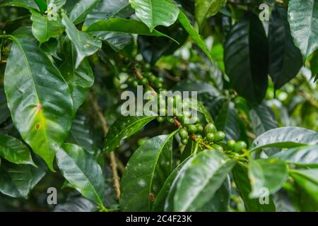 Chicchi di caffè verdi crudi, a Panama Foto Stock