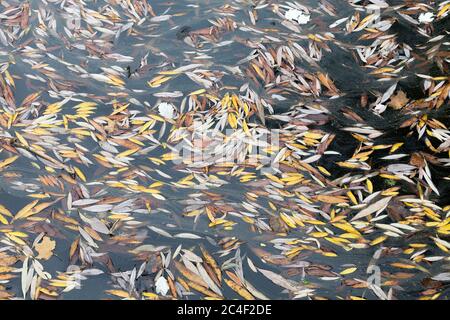 Motley autunno sfondo. Foglie di colotful secche galleggiano in acqua sporca in autunno. Foto Stock