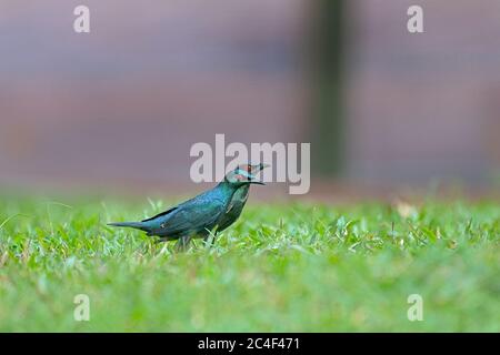 Stelle lucide a Kuala lumpur Foto Stock