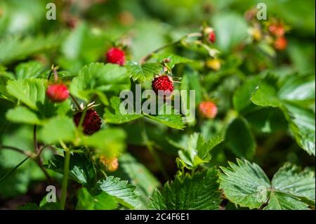 Closeup di un potentilla indica cespuglio in un campo sotto la luce del sole con uno sfondo sfocato Foto Stock