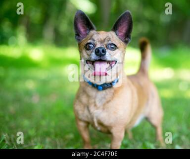 Un cane cute Chihuahua in piedi all'aperto con un'espressione felice Foto Stock