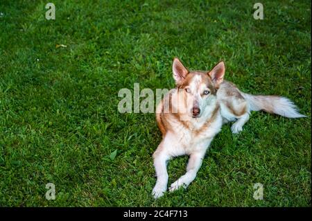 Scatto ad alto angolo di un saarloos marrone wolfdog sdraiato su il terreno coperto in erba di giorno Foto Stock