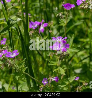 Fioritura foresta medicinale pianta geranio prato. Il nome latino di questa pianta è geranio pratense. Sfondo di piccoli fiori rosa tra verdi gras Foto Stock