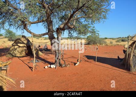 KALAHARI, NAMIBIA - 24 GENNAIO 2016: Villaggio della tribù dei Boscimani. Il popolo San, conosciuto anche come Boscimani, è membro di vari cacciatori indigeni-raccoglitori peopl Foto Stock