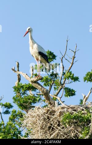 Cicogne (cicconia cicconia) al nido e in volo .prime cicogne bianche a nidificare in Regno Unito PER 600 ANNI .parte di un programma di riavvizzimento / reintroduzione a l Foto Stock
