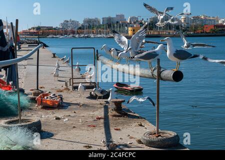 Gabbiani in attesa di mangiare i frammenti di pesce lasciati dai pescatori Foto Stock