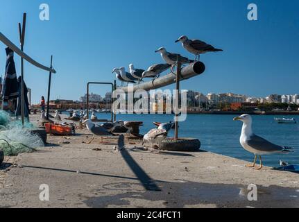 Gabbiani in attesa di mangiare i frammenti di pesce lasciati dai pescatori Foto Stock