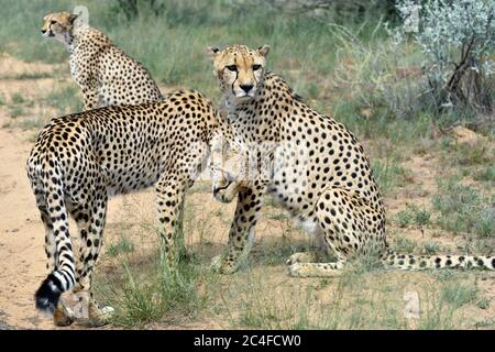 Cheetah selvaggi in Savannah Africana, Namibia Foto Stock