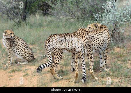 Cheetah selvaggi nella Savana Africana, Namibia Foto Stock