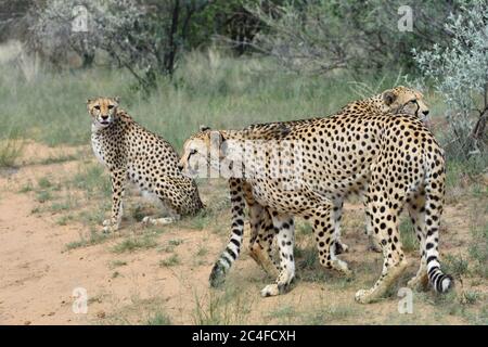 Cheetah selvaggi in Savannah Africana, Namibia Foto Stock