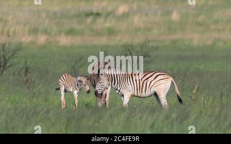 Zebre gruppo in piedi in un campo completamente coperto di erba Foto Stock