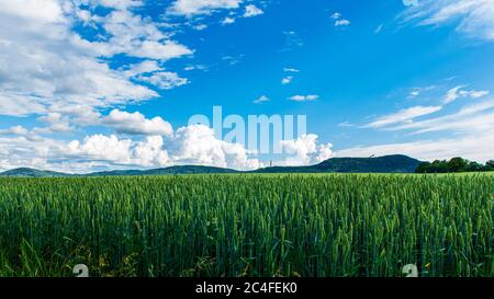 Vista panoramica sulle alte montagne lusaziane della Sassonia Germania con nuvole estive e campo di grano verde Foto Stock