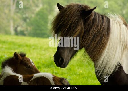 Un pazzo molto piccolo e grazioso, appena alcuni giorni, si sta in piedi vicino ad esso`s madre e grooming e guardando Foto Stock