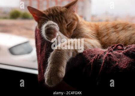 il gatto marrone della tabby dorme su una coperta rossa vicino alla finestra. primo piano Foto Stock