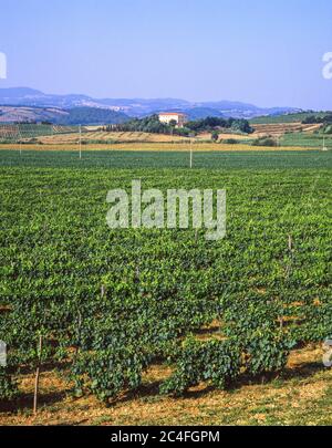 Villa e vigneto Toscana, Provincia di Lucca, Regione Toscana, Italia Foto Stock