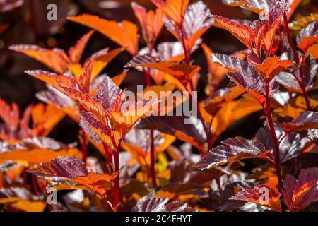 Physocarpus Opulifolius Angelo piccolo Foto Stock