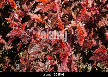 Physocarpus Opulifolius Angelo piccolo Foto Stock