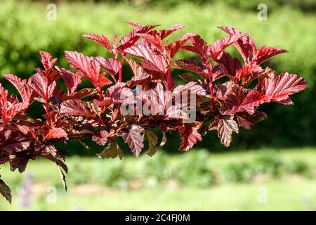 Physocarpus Opulifolius Angelo piccolo Foto Stock