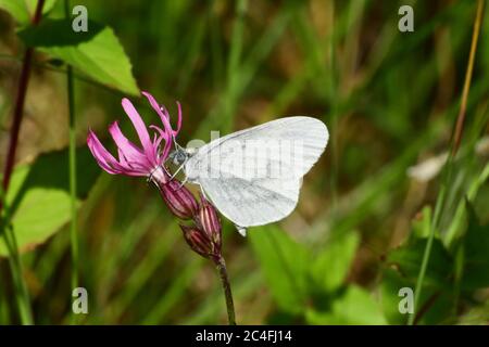 Un raro bosco White butterfly,Leptidea sinapis, su un ragged robin flower (Lychnis flos-cuculi) nel Devon Wildlife Trust di riserva a Meeth nel Devon.ita Foto Stock