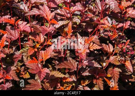 Physocarpus Opulifolius Angelo piccolo Foto Stock