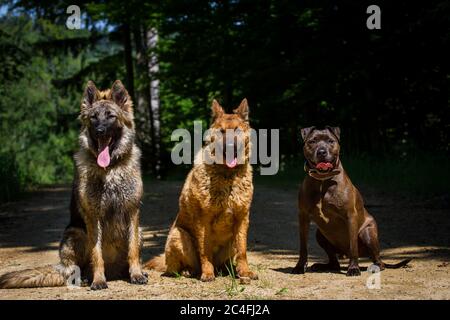 Ritratto di un gruppo di tre amici cani nella foresta (cane Pastore tedesco, cane pastore antico tedesco, Pit Bull-Mix) Foto Stock