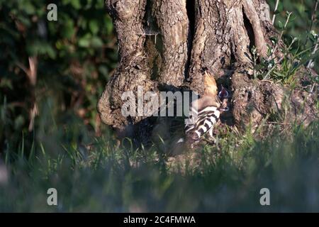 wildlife. hoopoe che alimenta i suoi giovani nel nido Foto Stock