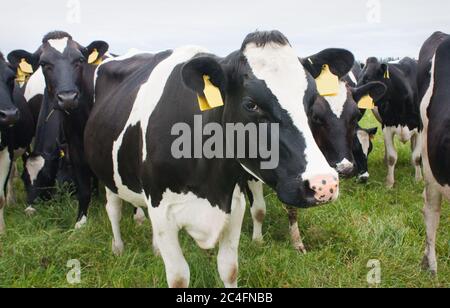 Mucche fresiste in lussureggiante paddock Foto Stock