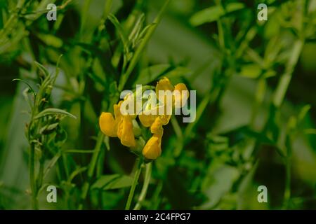 Fiore di senape selvatico giallo brillante, fuoco selettivo con sfondo verde bokeh - sinapis arvensis Foto Stock