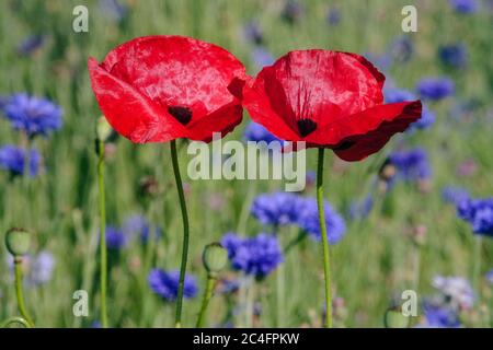 Papaver rhoeas due papaveri rossi gemelli prato in estate fiori di mais blu Centaurea cyanus fiori di mais Red Poppy Foto Stock