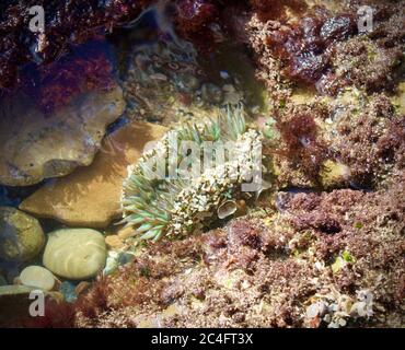 anemone di mare in una piscina di marea Foto Stock