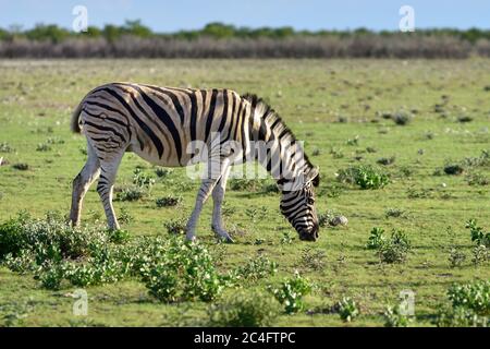 Damara zebra, Equus burchelli, Parco Nazionale Etosha, Namibia Foto Stock