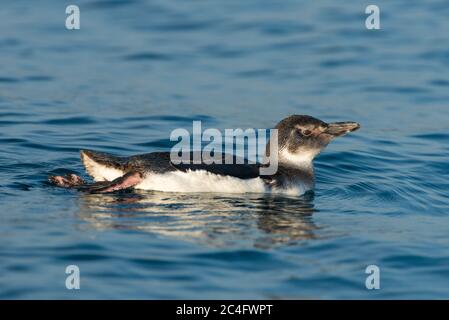 Un pinguino magellanico immaturo (Sfeniscus magellanicus) al largo di Ilhabela, se Brasile Foto Stock