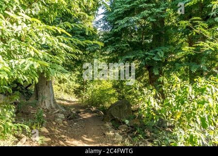 Vuota strada sterrata tra due splendidi alberi alti con viste panoramiche verdi sullo sfondo. Foto Stock