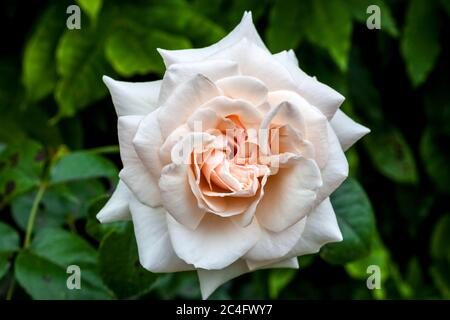 Rose Penny Lane "Hardwell" una pianta rosa a due fiori Foto Stock