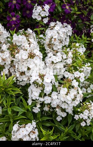 Phlox carolina 'Miss Lingard' una pianta erbacea primaverile estiva fiore bianco Foto Stock