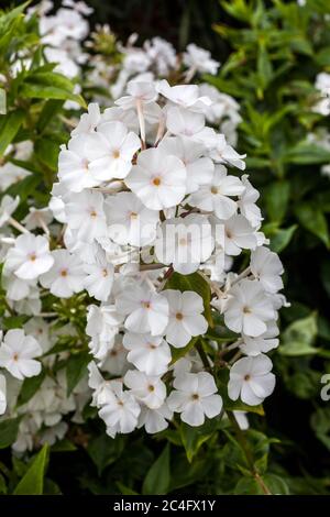 Phlox carolina 'Miss Lingard' una pianta erbacea primaverile estiva fiore bianco Foto Stock