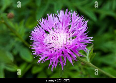 Centaurea dealbata una pianta erbacea rosa perenne estate fiore autunno comunemente noto come persiano fiore di mais Foto Stock