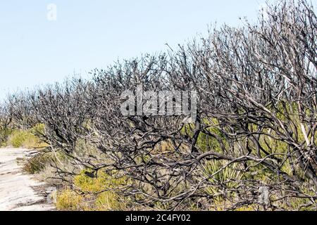 Ricrescita dopo l'incendio di Bush nel Parco Nazionale di Kamay, Sydney Australia Foto Stock