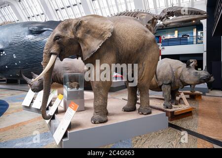 La Galleria dei mammiferi al Museo di Storia Naturale di Londra Foto Stock